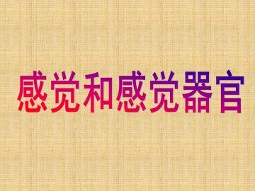 感觉和感觉器官_课件4