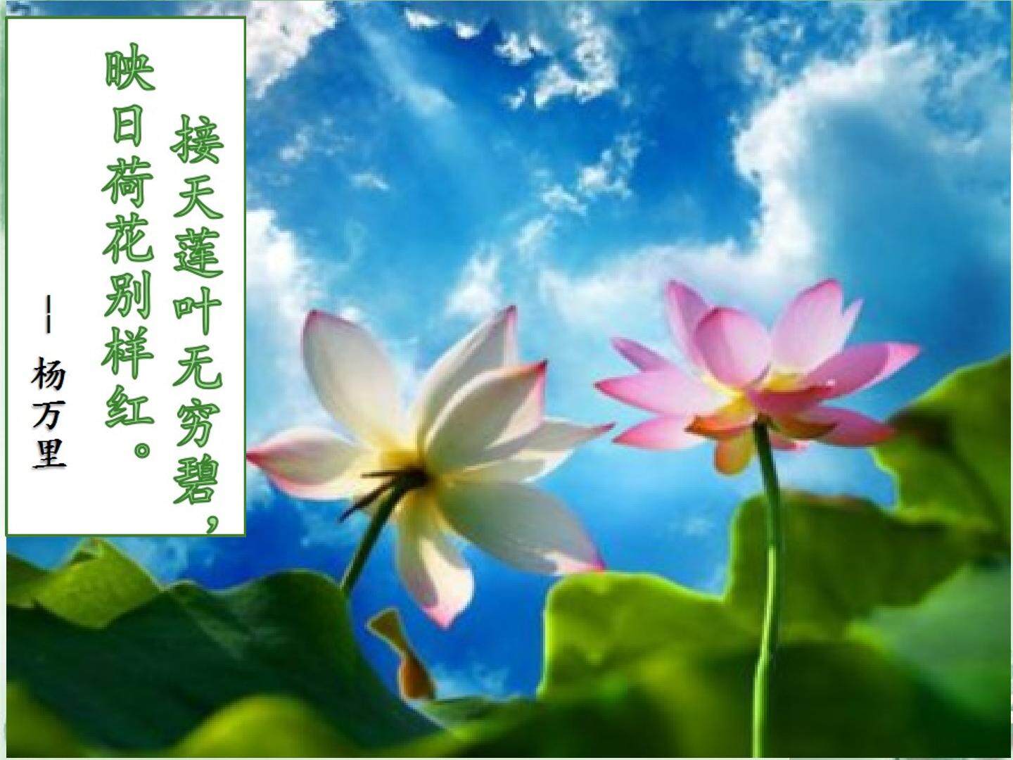 爱莲说