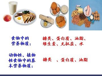 第四节 基本营养物质