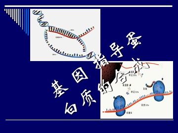 生物高中必修2第四章第一节课件2
