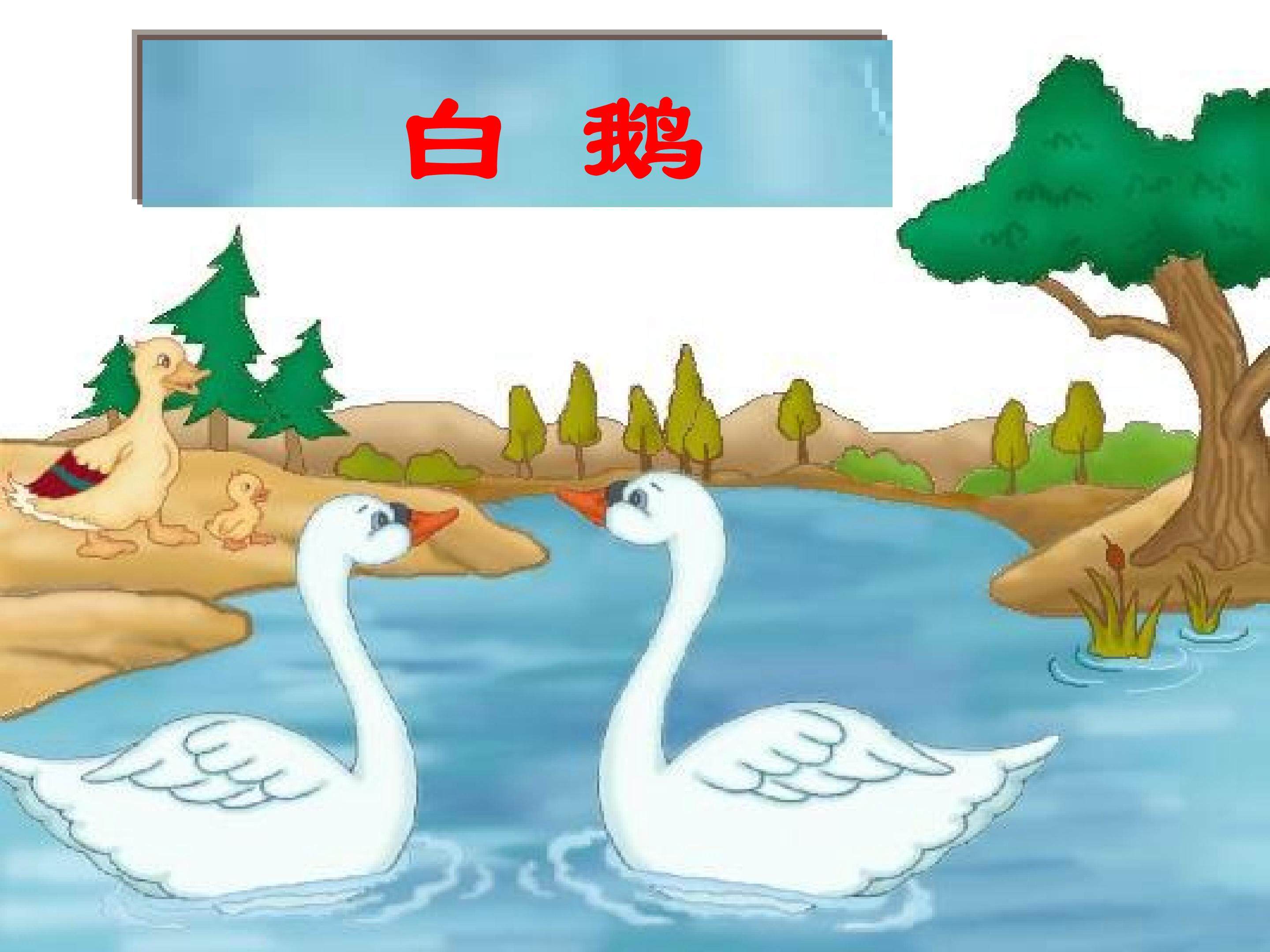 白鹅