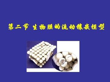 细胞膜的流动镶嵌模