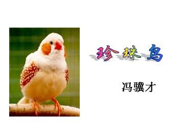 4.《珍珠鸟》教学课件