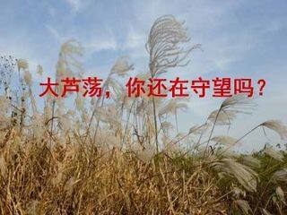 大芦荡,你还在守望吗?_课件1