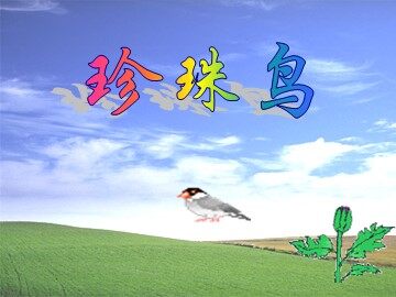 16* 珍珠鸟