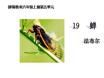 19* 蝉
