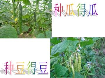 《我要的是葫芦》第三版