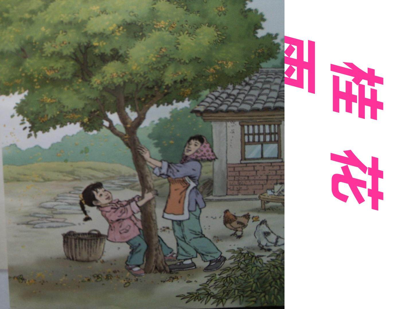 桂花雨