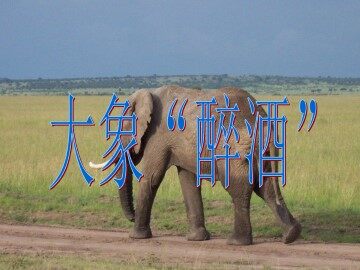 大象“醉酒”_课件1