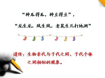 第1节  孟德尔的豌豆杂交实验（一）
