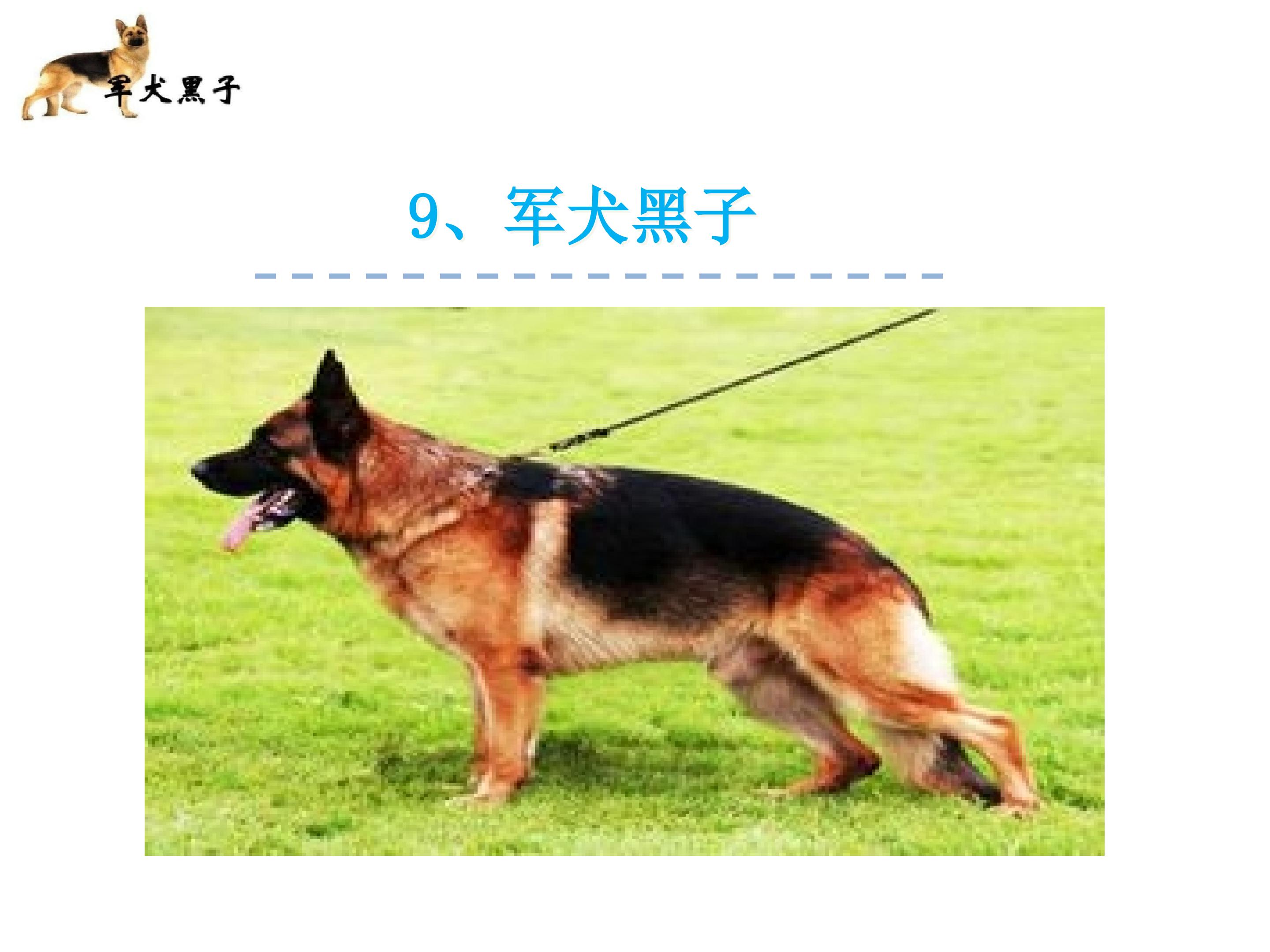 《军犬黑子》