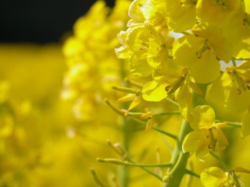 油菜花开了_课件1