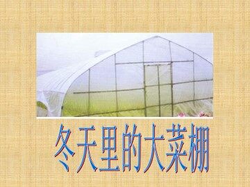 冬天里的大菜棚_课件1