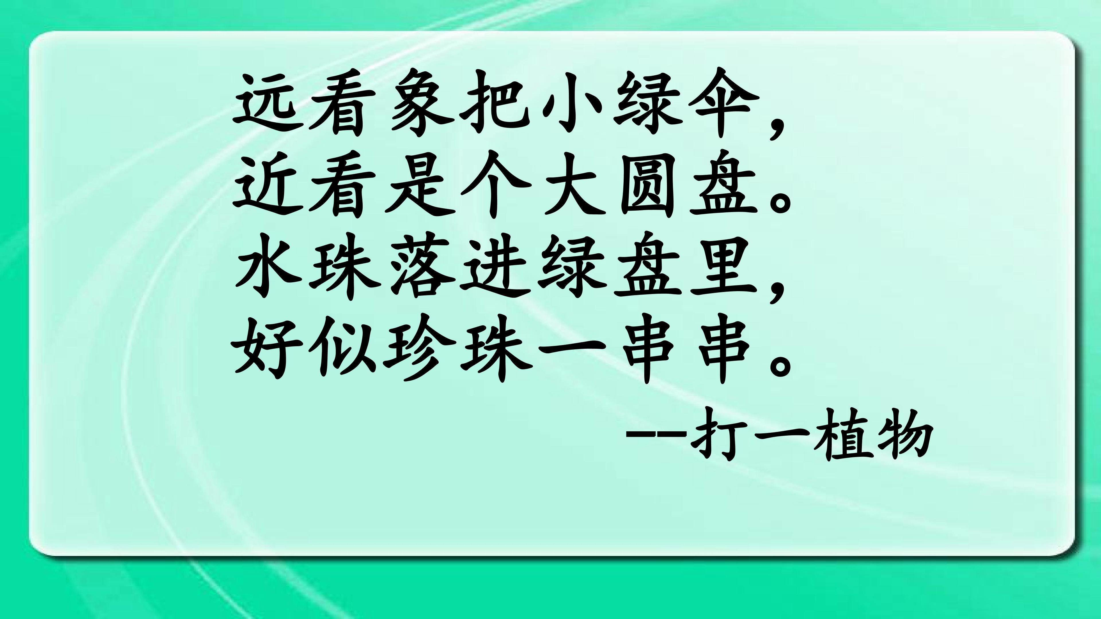 荷叶圆圆一