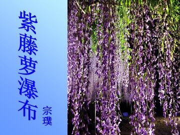 16 紫藤萝瀑布