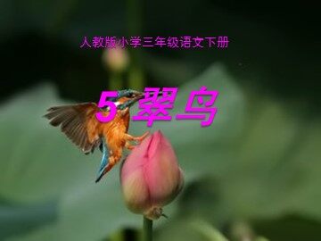 5 翠鸟