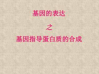 基因直到蛋白质的合成