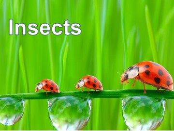 Insects_课件1