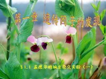 第1节  孟德尔的豌豆杂交实验（一）