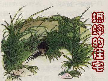 蟋蟀的住宅_课件6