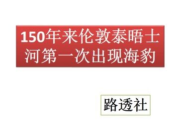 150年来伦敦泰晤士河第一次出现海豹_课件1