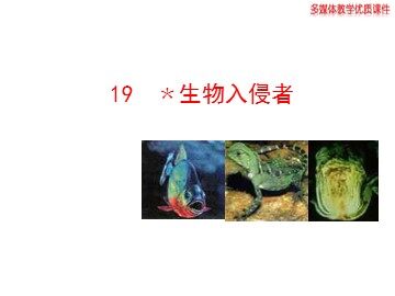 19 * 生物入侵者