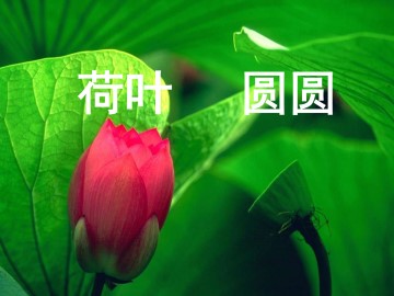 荷叶圆圆_课件3