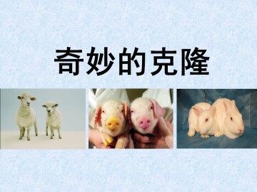 奇妙的克隆_课件1