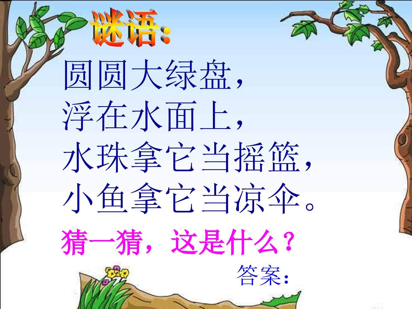 荷叶圆圆