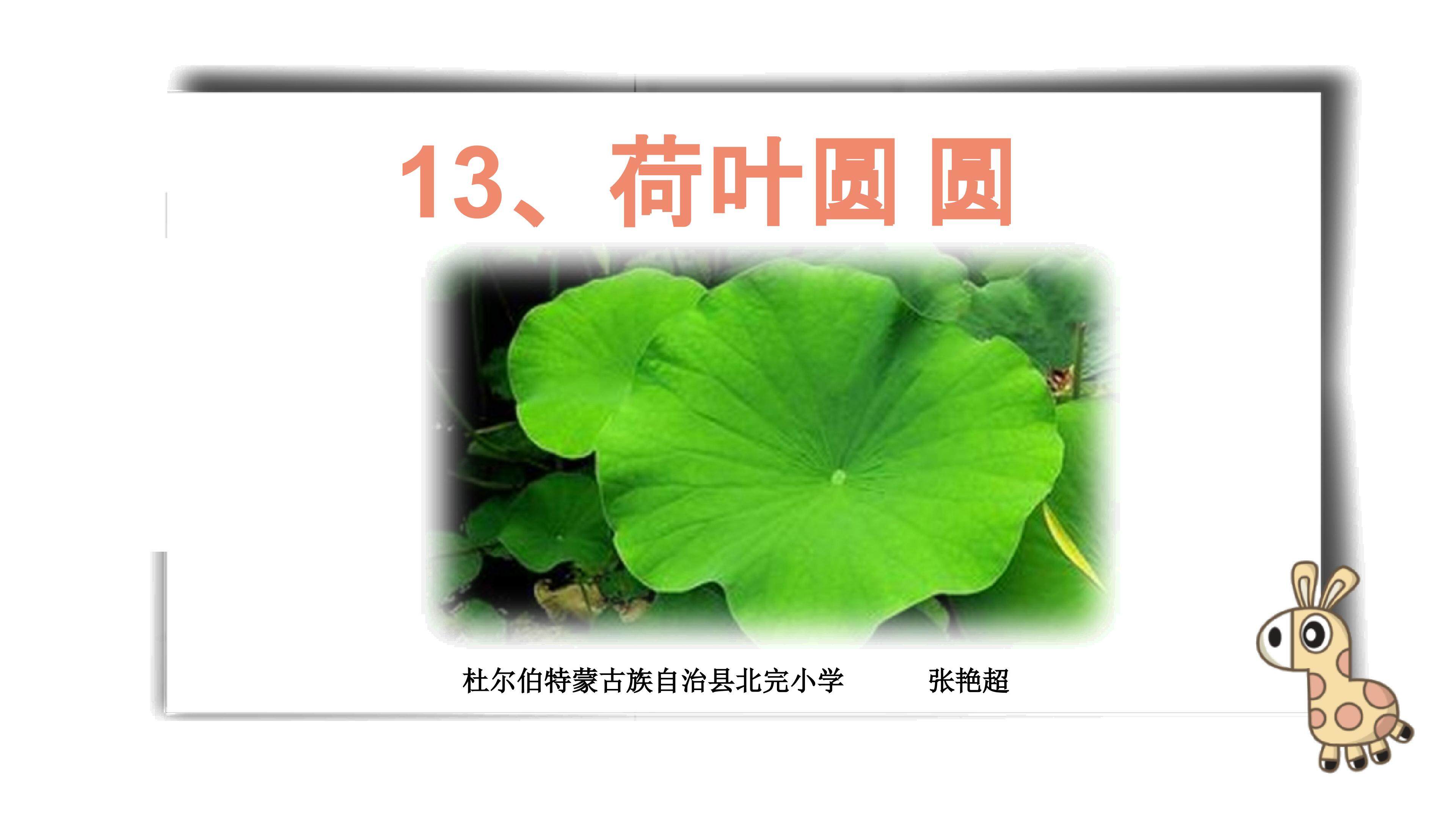 荷叶圆圆