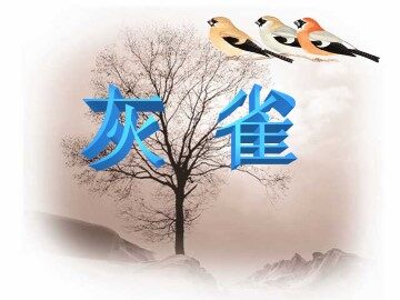 灰雀_课件1