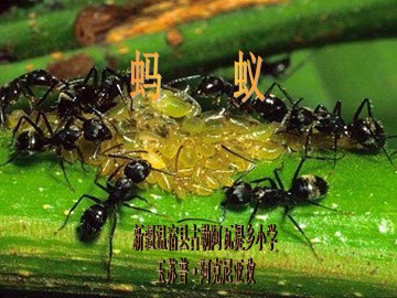 2 制作植物标本