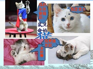 15 猫