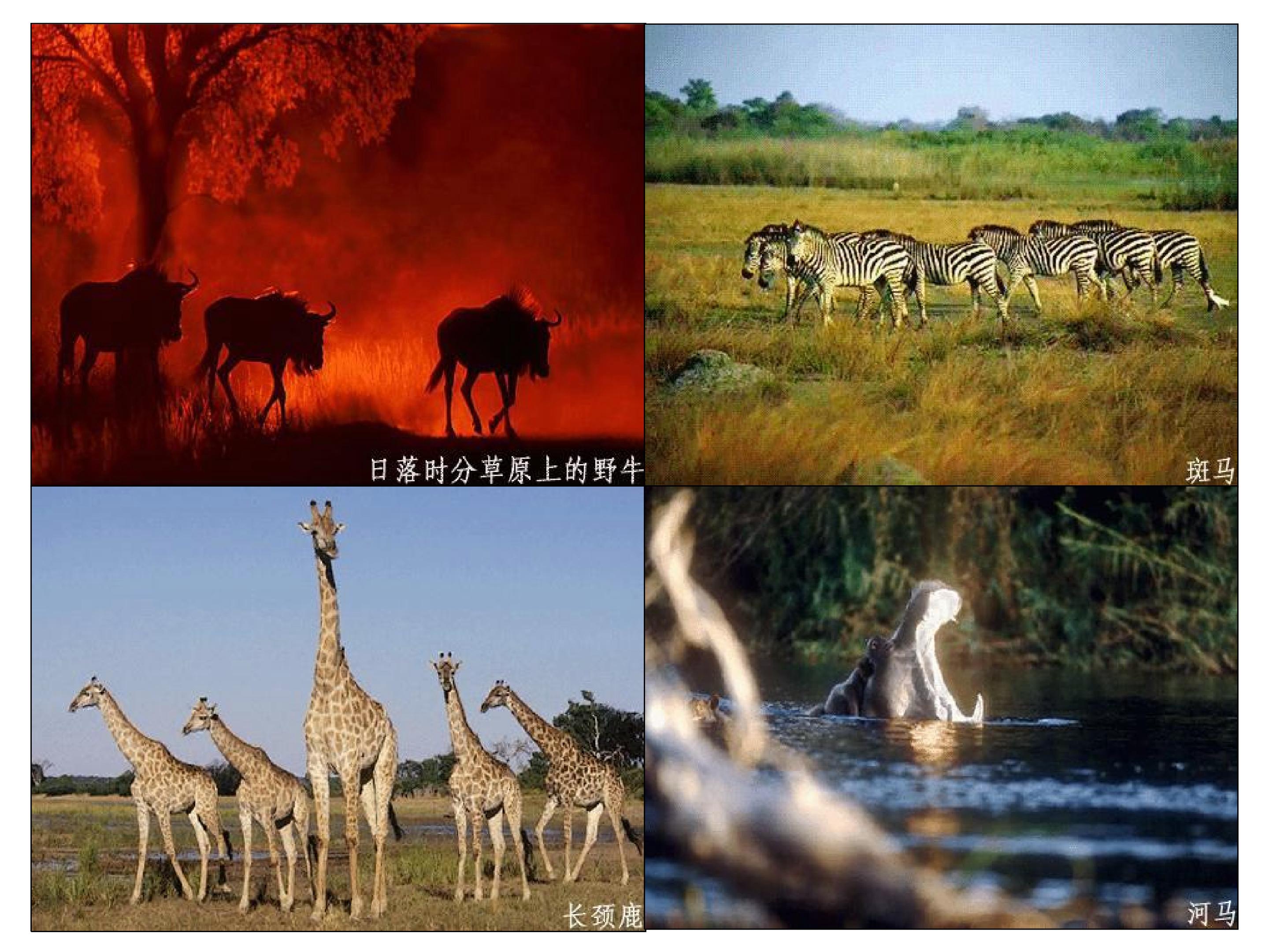 46.jpg