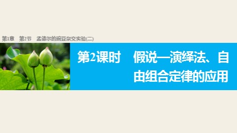 第2节  孟德尔的豌豆杂交实验（二）
