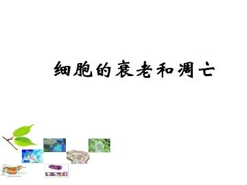 细胞的衰老和凋亡_课件1