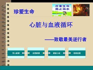 心脏与血液循环
