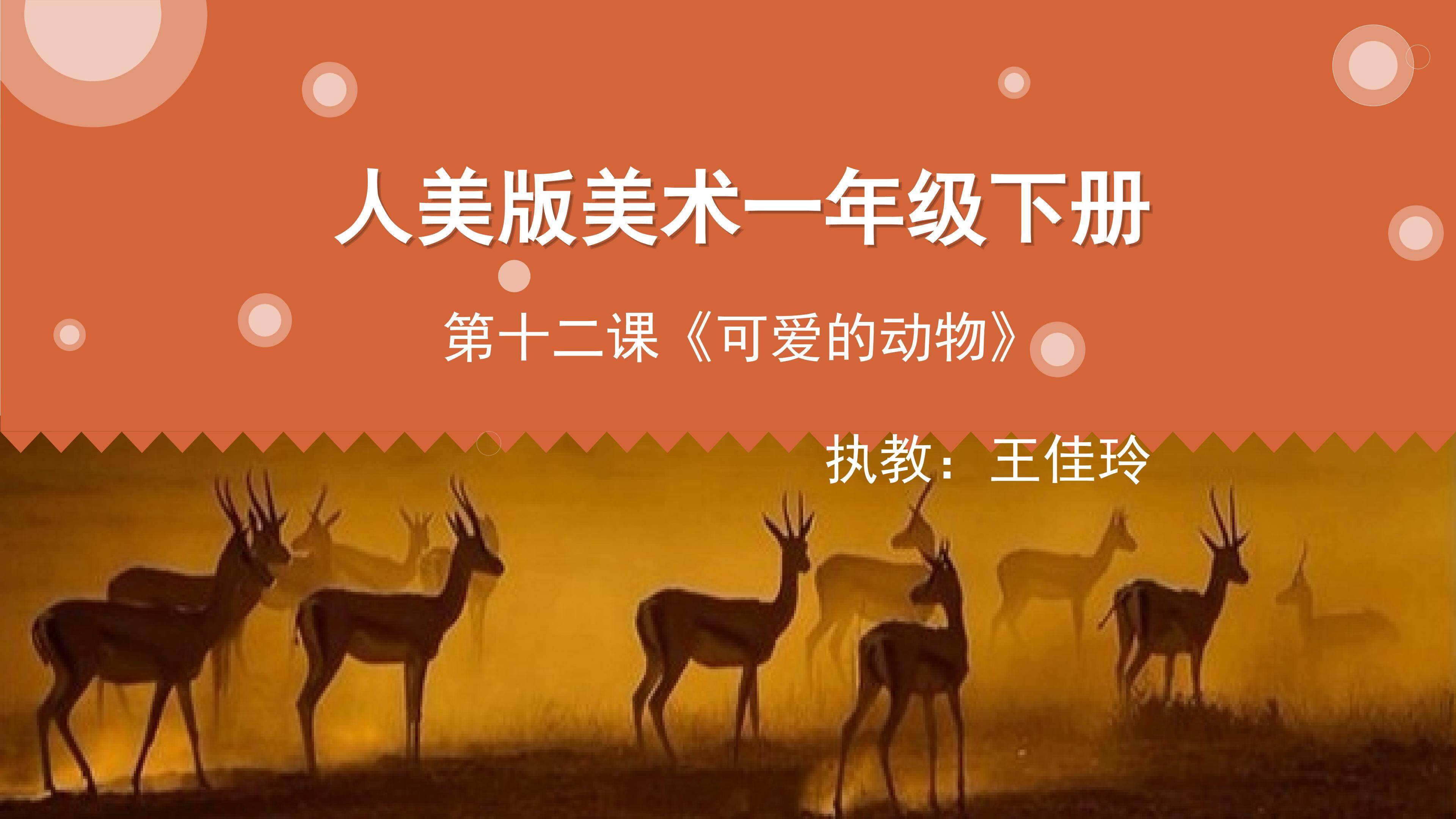 可爱的动物