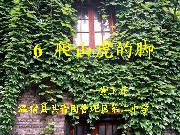6 爬山虎的脚