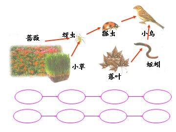 《食物链和食物网》课件2