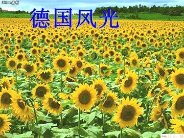 25 自己的花是让别人看的