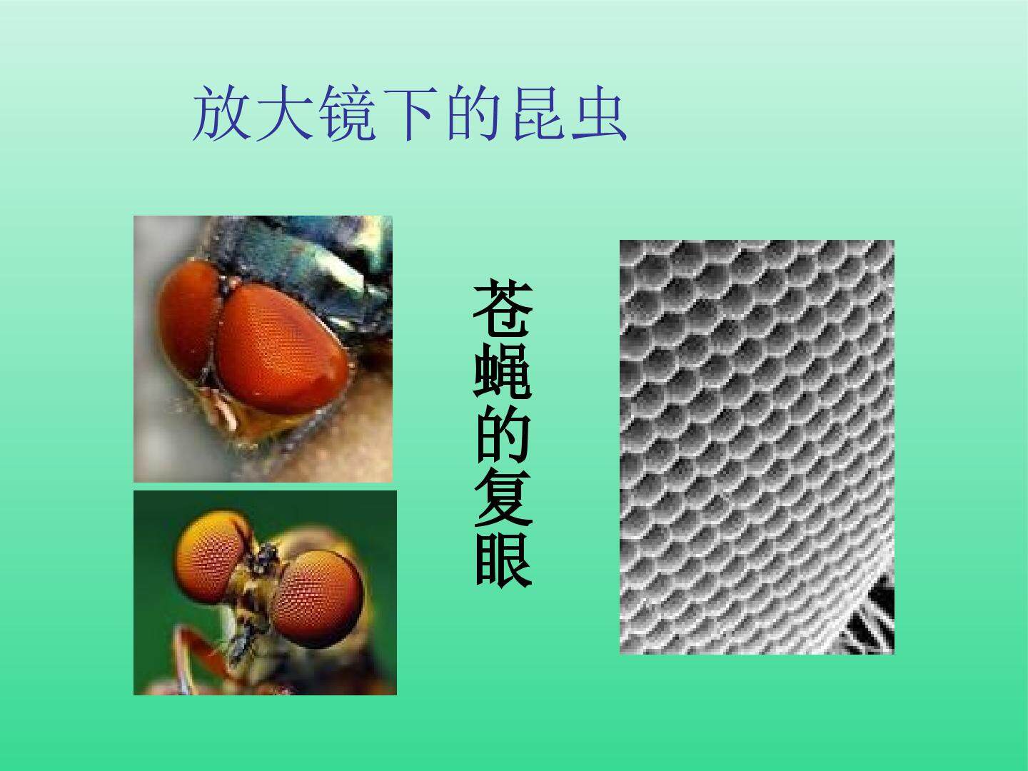 放大镜下的昆虫世界_课件1
