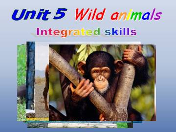 Unit 5 Wild animals_课件1