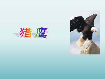 猎鹰_课件1