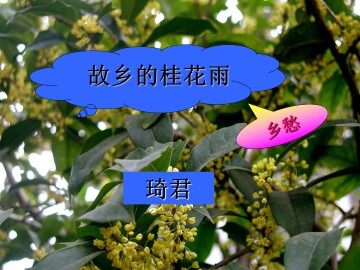 故乡的桂花雨  琦君_课件1