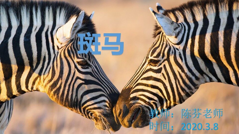 有趣的斑马