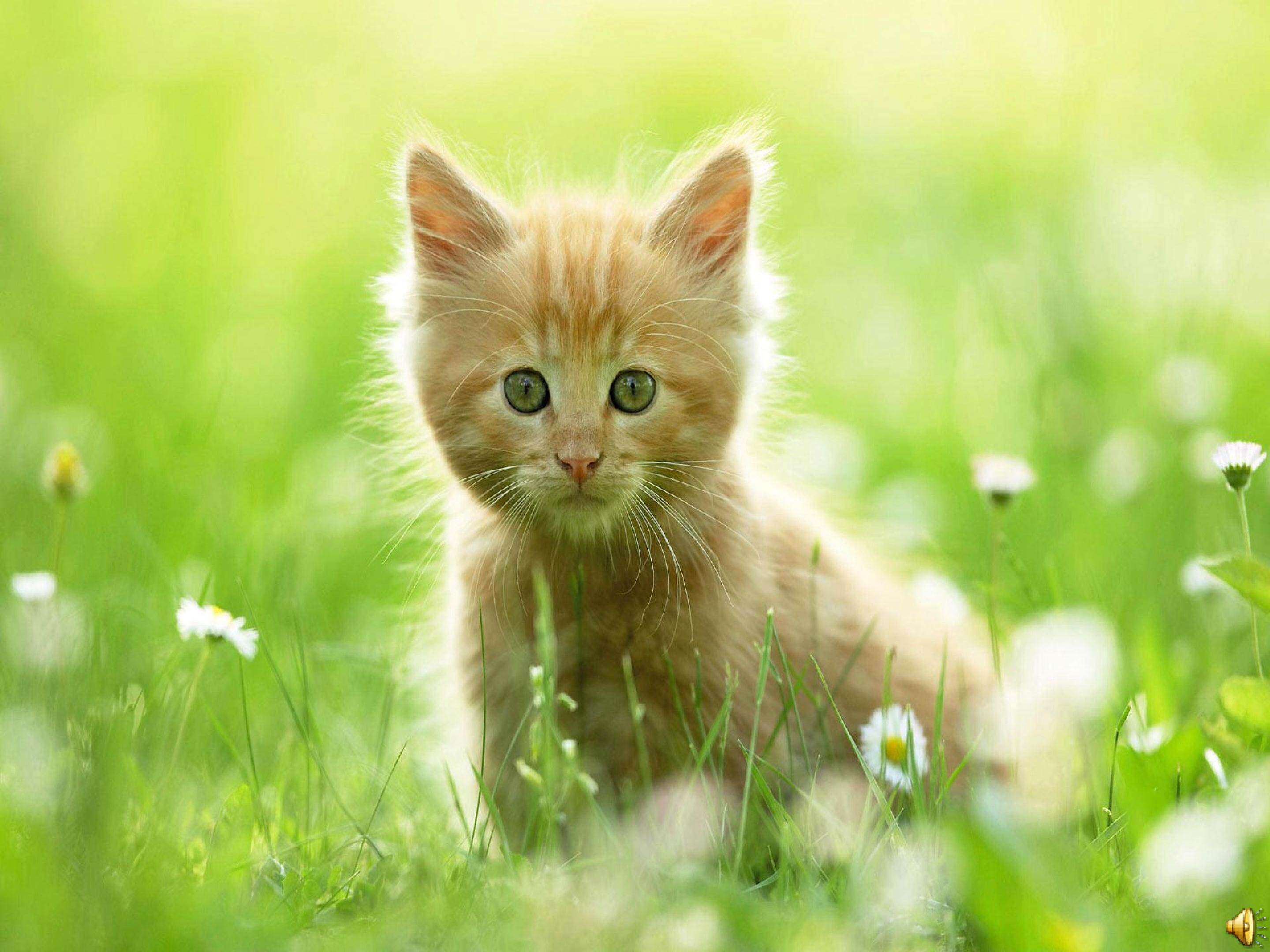 《猫》