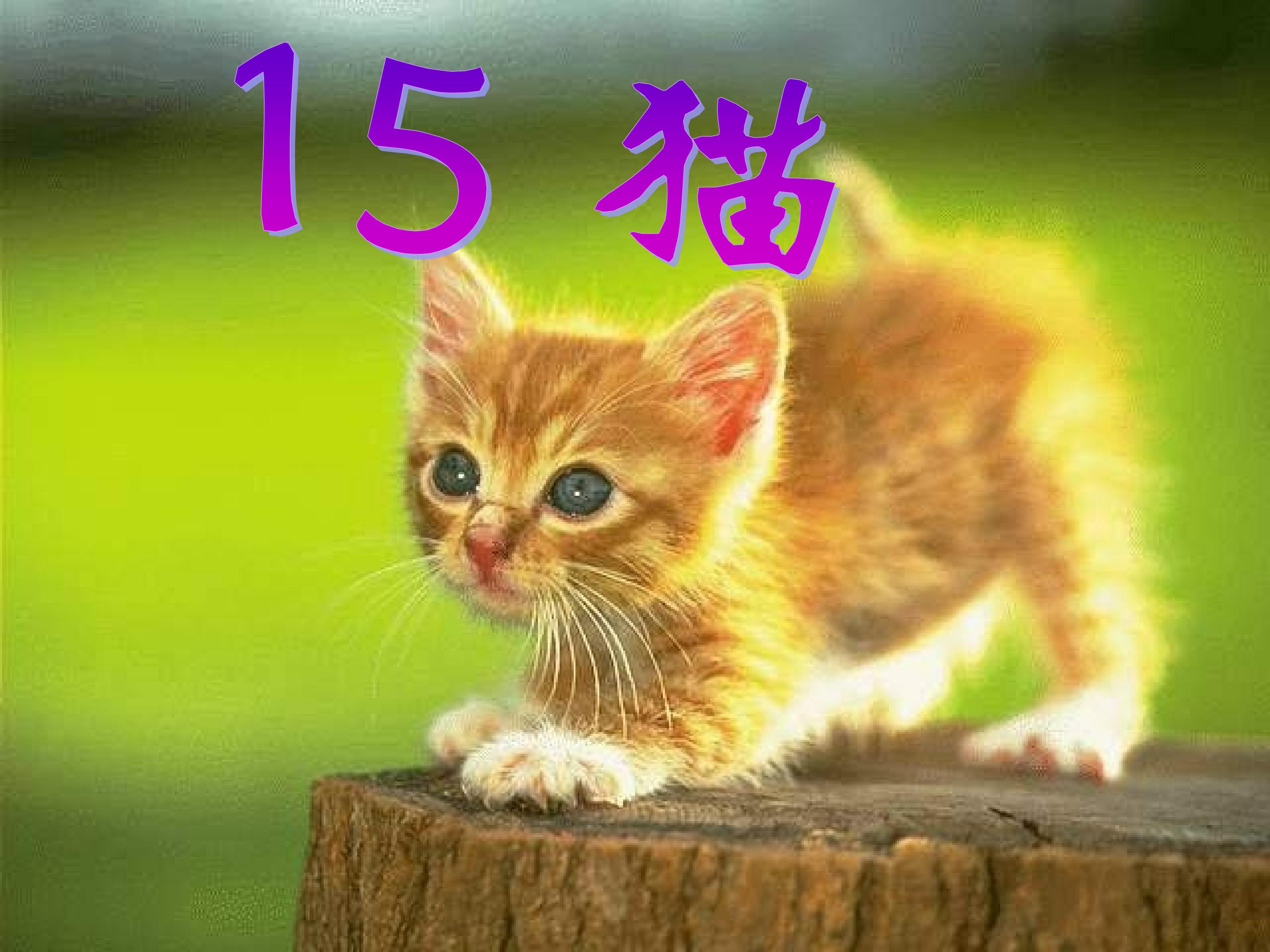 猫