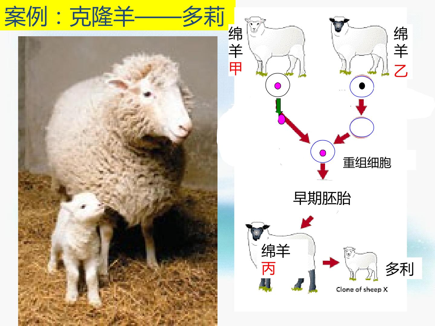 细胞核——系统的控制中心