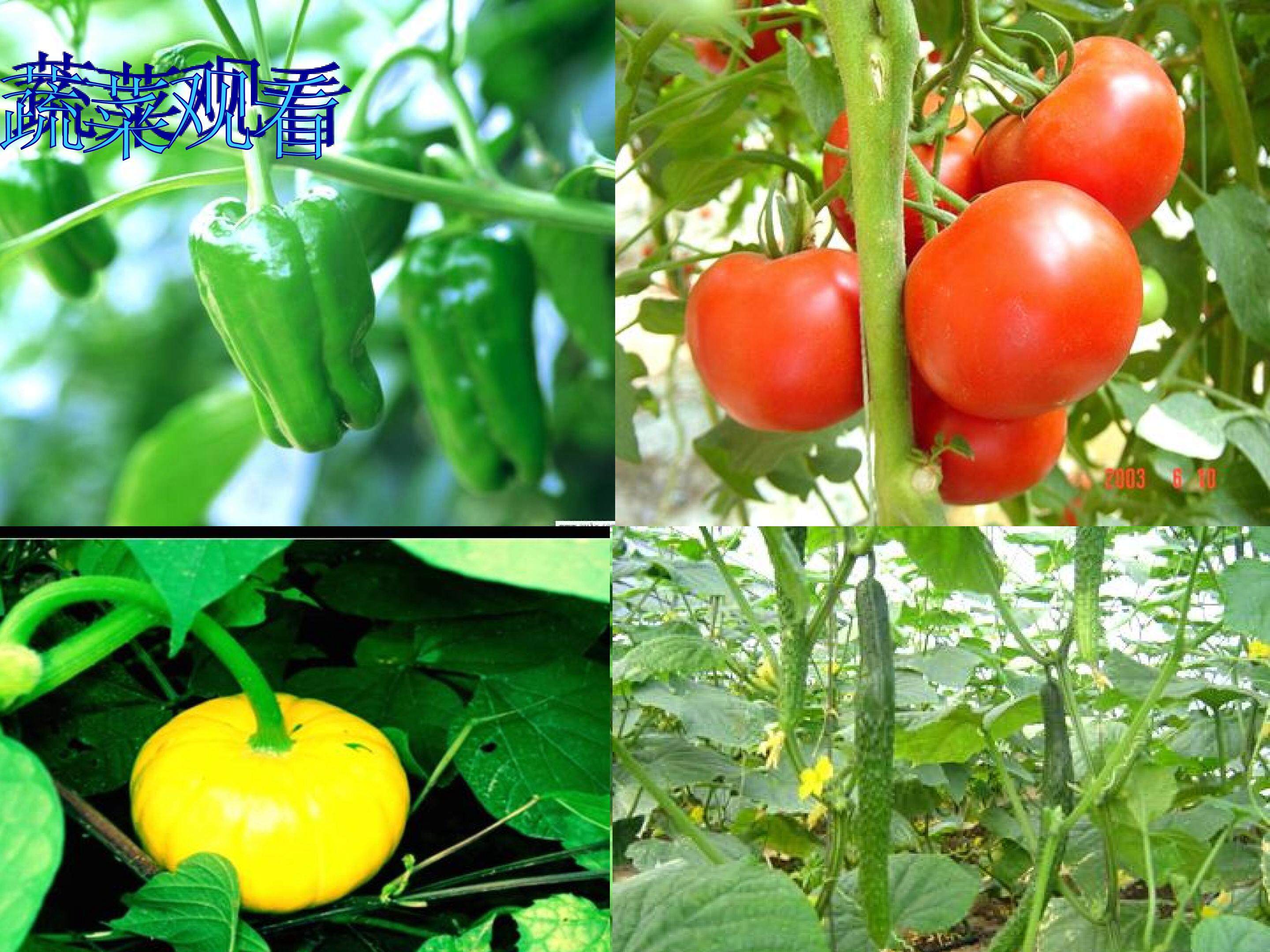 《父亲的菜园》